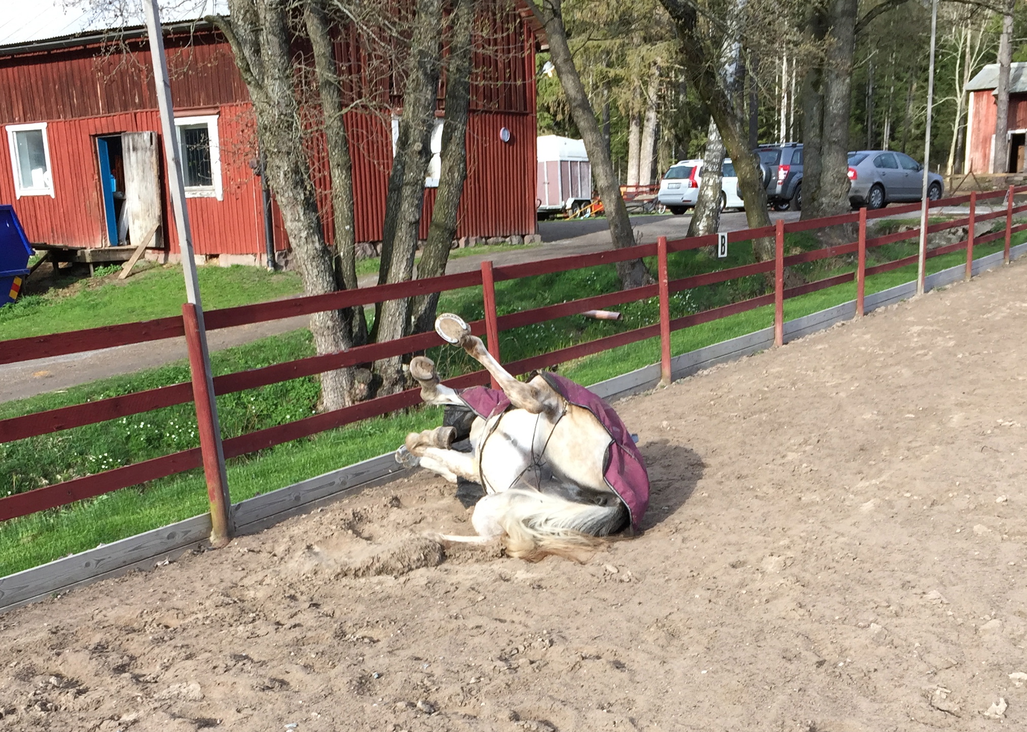 Nemah rolling in the sand